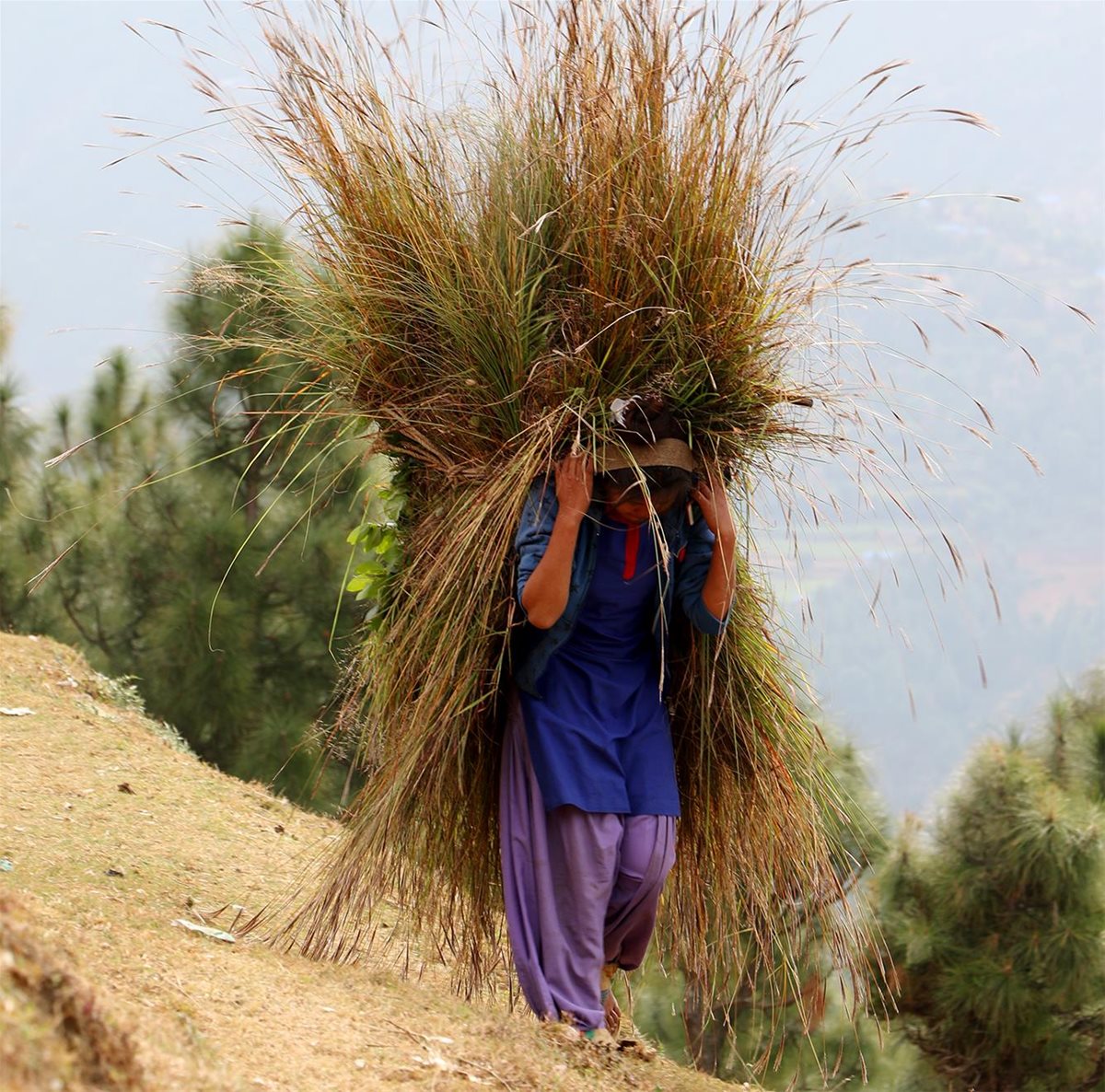 2019-nepal-girl-heavy-burden-gras-photo-egil-mongstad (800x791)